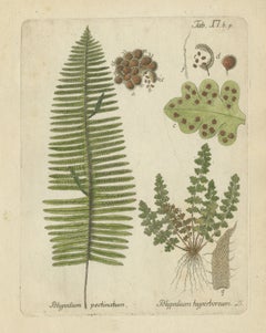 Original Antique Hand-Colored Fern Engraving, Polypodium pectinatum, 1806-1809