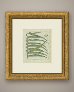 Original Antique Hand-Colored Fern Engraving, Polypodium pennigerum, 1806-1809