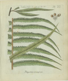 Original Antique Hand-Colored Fern Engraving, Polypodium pennigerum, 1806-1809