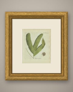 Original Antique Hand-Colored Fern Engraving, Polypodium sylvaticum, 1806-1809
