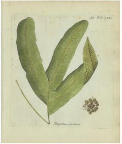 Original Antique Hand-Colored Fern Engraving, Polypodium sylvaticum, 1806-1809