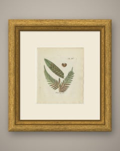 Original Antique Hand-Colored Fern Engraving, Todea africana, 1806-1809