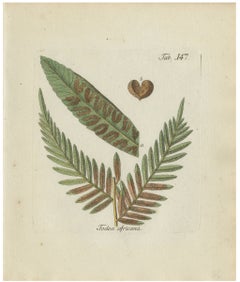 Original Antique Hand-Colored Fern Engraving, Todea africana, 1806-1809