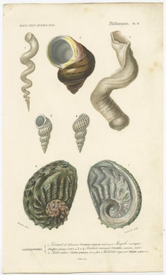 Stampa antica originale colorata a mano di diversi tipi di molluschi, 1849