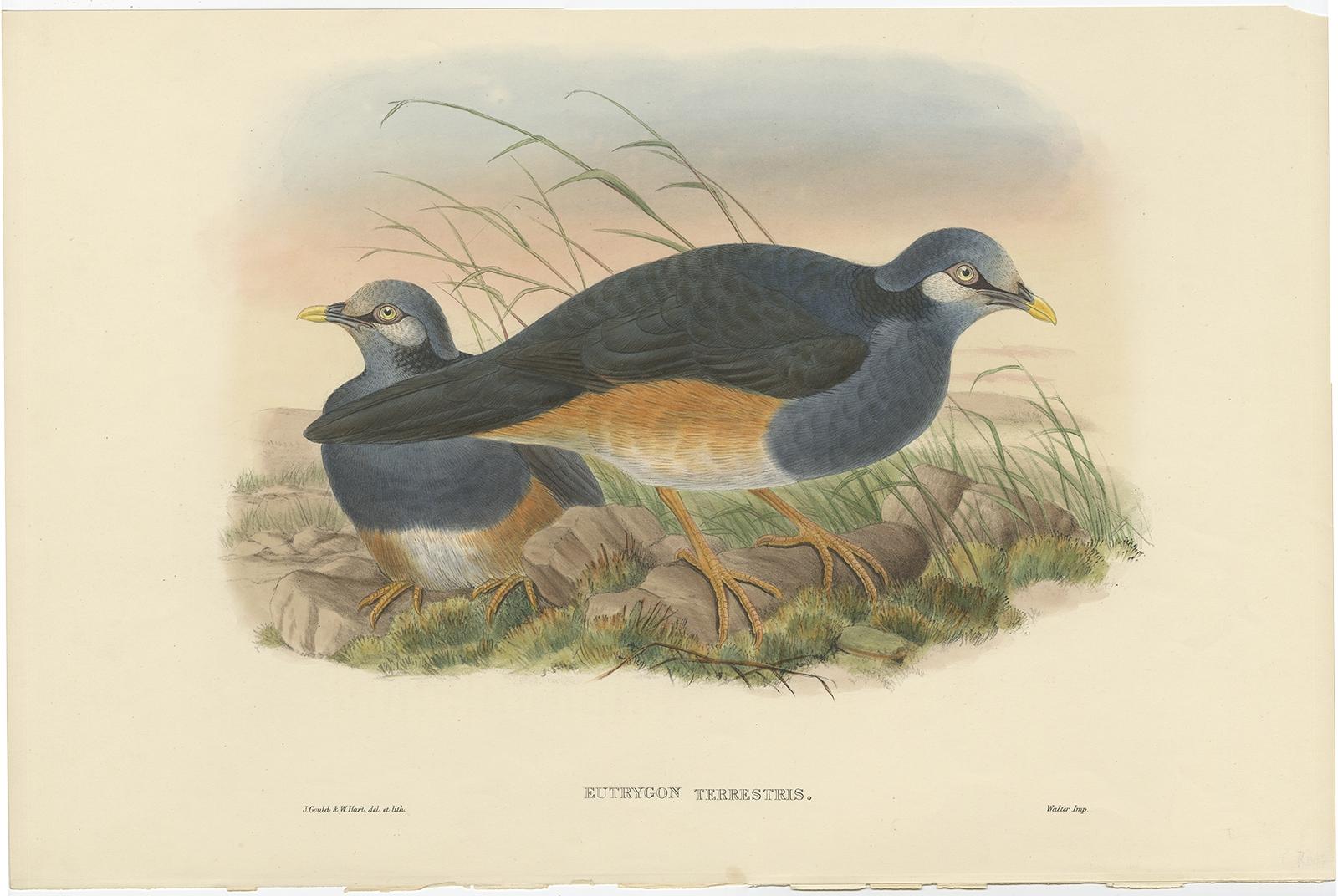 Gravure ancienne d'oiseau intitulée 'Eutrygon Terrestris'. 

Ancienne gravure d'oiseau représentant le pigeon terrestre de Papouasie. Cette estampe provient de l'ouvrage de Gould intitulé 
