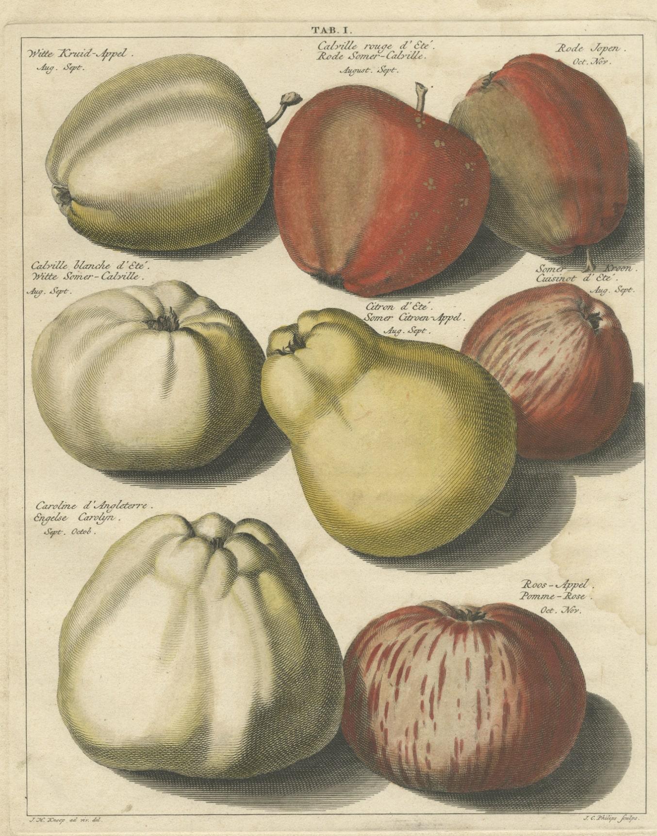 Paper Original Antique Hand-Colored Print of Various Apples, 1758 For Sale