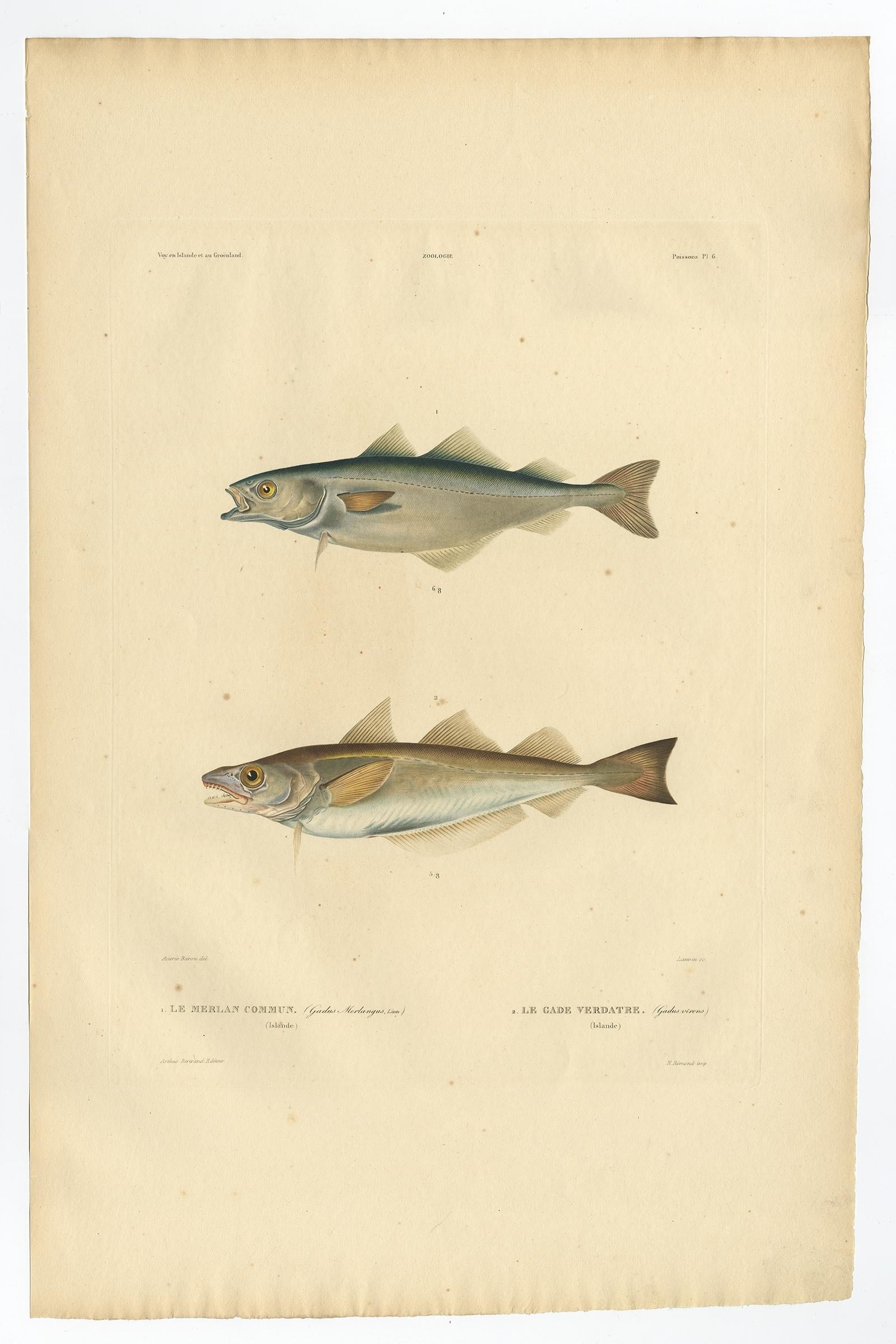 Antique print, titled: 'Poissons Plate 6 - Le Merlan Commun (Gadus merlangus) - Le Gade Verdatre (Gadus virens).' 

This rare plate shows the Merlangius merlangus, commonly known as whiting or merling and the Saithe (Pollachius virens). From: