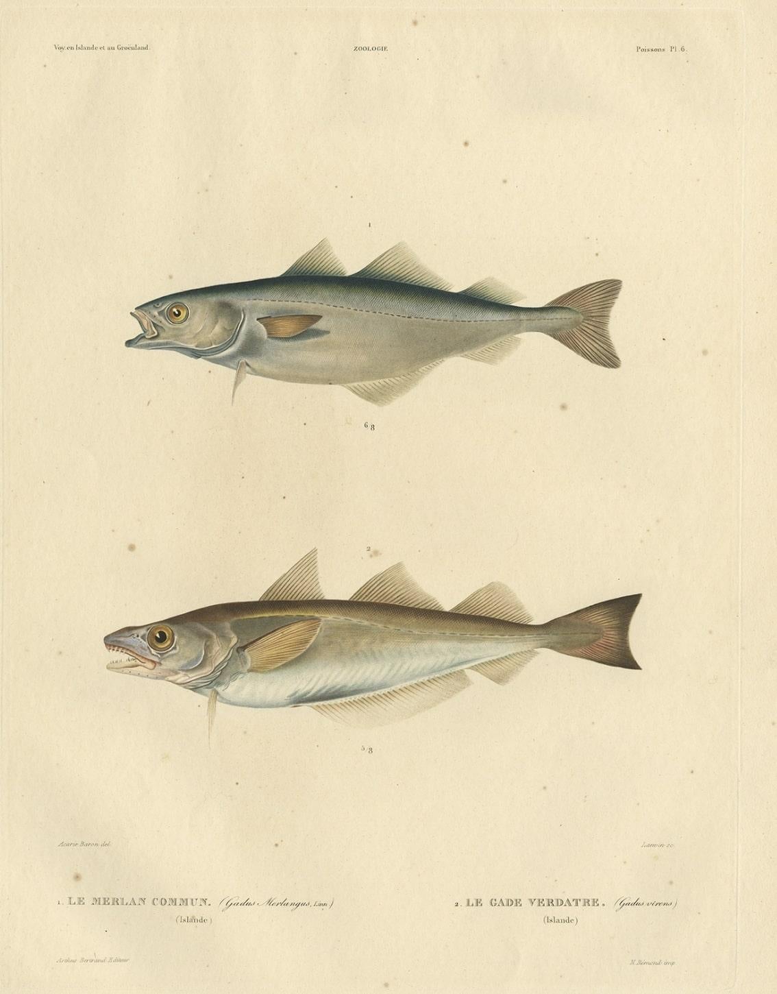 Antiker handkolorierter Fischdruck des Whiting, Merling & Saithe, 1842 im Zustand „Gut“ im Angebot in Langweer, NL