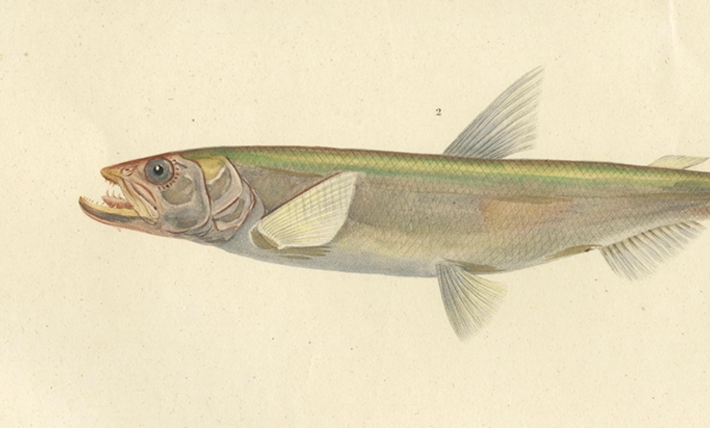 Antiker handkolorierter Fischdruck des Whiting, Merling & Saithe, 1842 (Mittleres 19. Jahrhundert) im Angebot