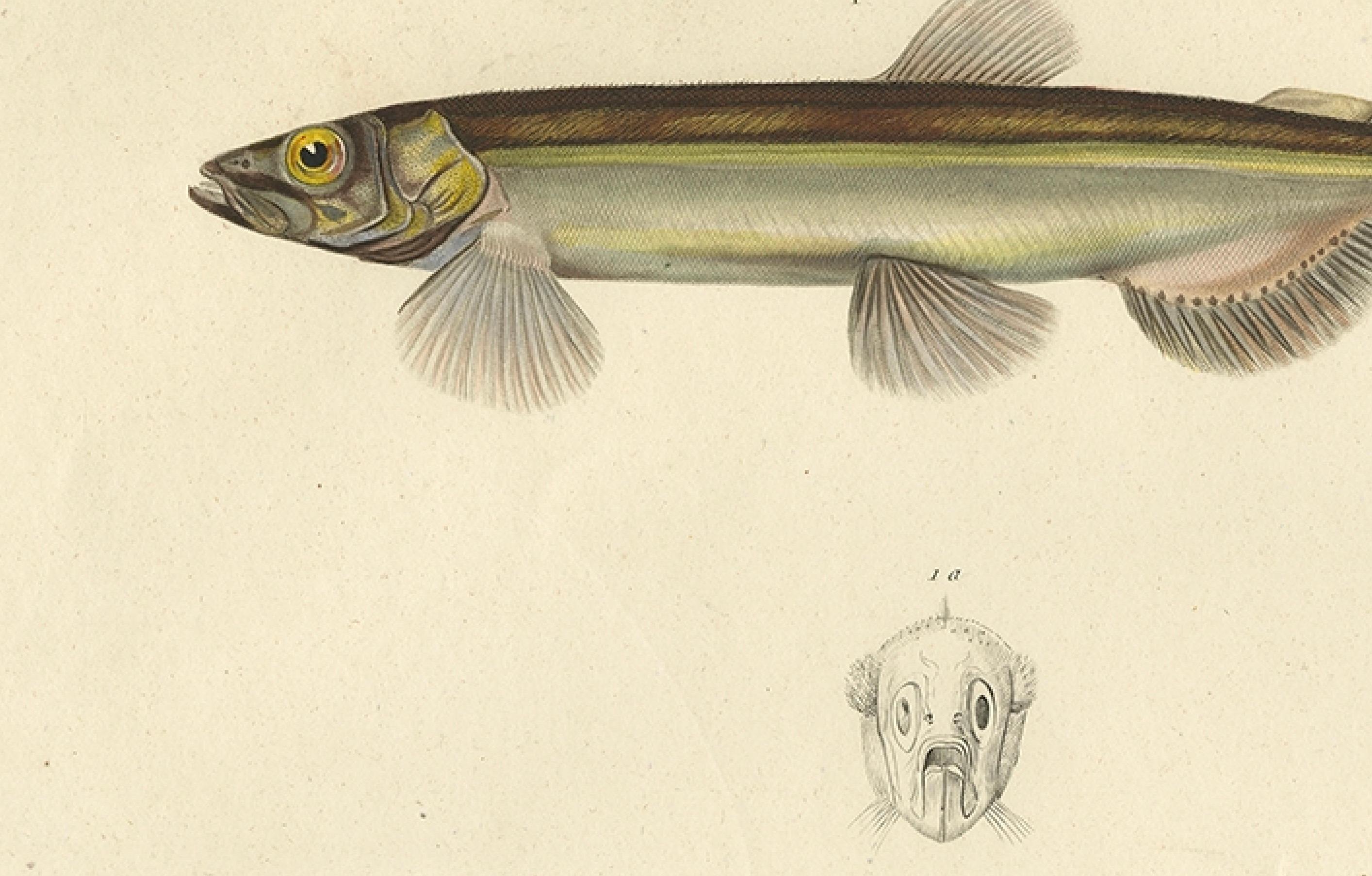 Antiker handkolorierter Fischdruck des Whiting, Merling & Saithe, 1842 (Papier) im Angebot