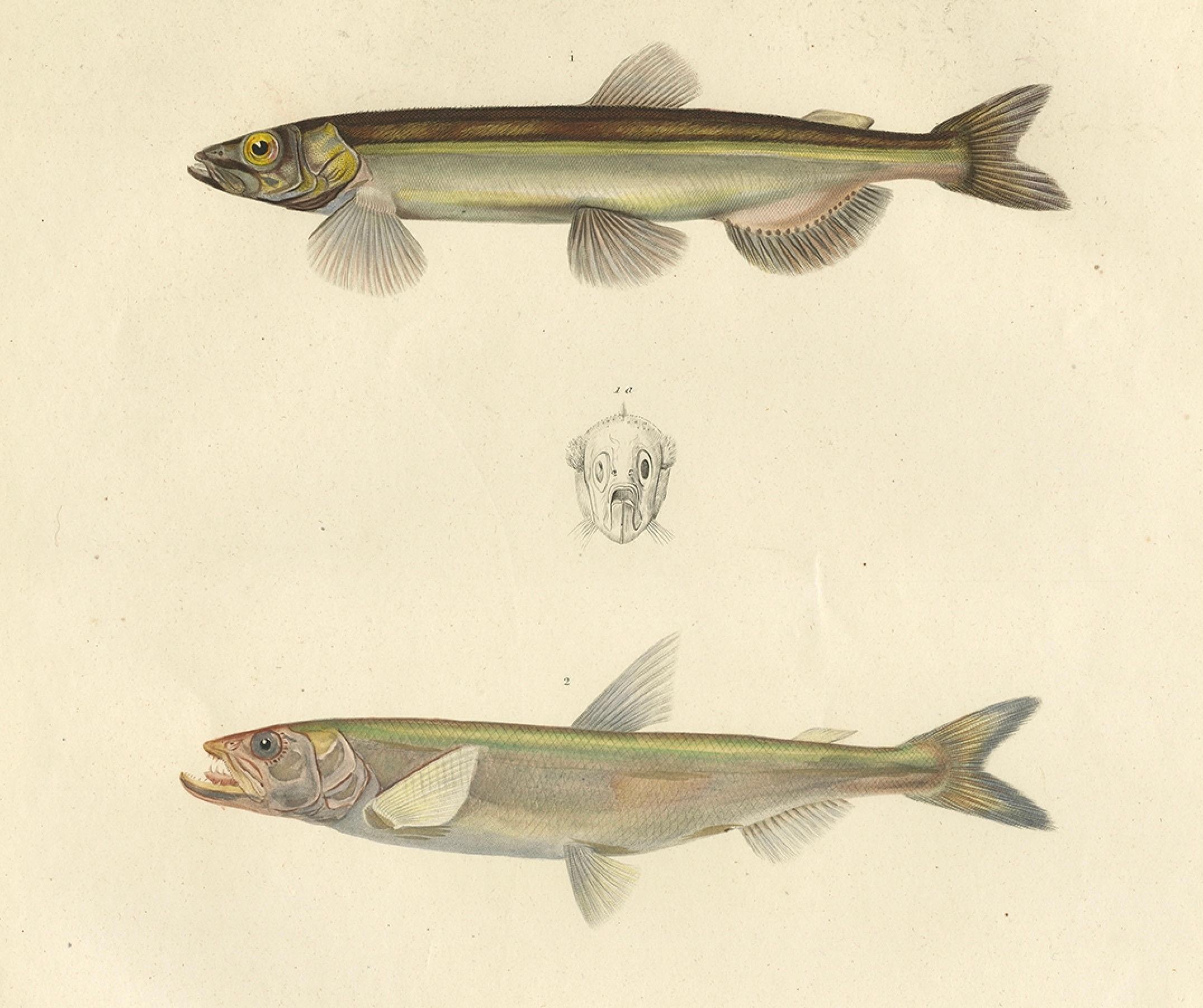 Antiker handkolorierter Fischdruck des Whiting, Merling & Saithe, 1842 im Angebot 1