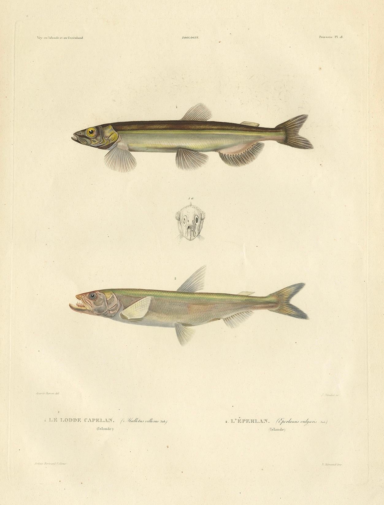 Antiker handkolorierter Fischdruck des Whiting, Merling & Saithe, 1842 im Angebot 2