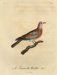 Original Antique Handcolored Bird Print of a Male Laughing Dove, 1803