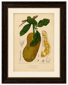 Original Antique Jackfruit Botanical Chromolithograph by Hoola van Nooten, 1880