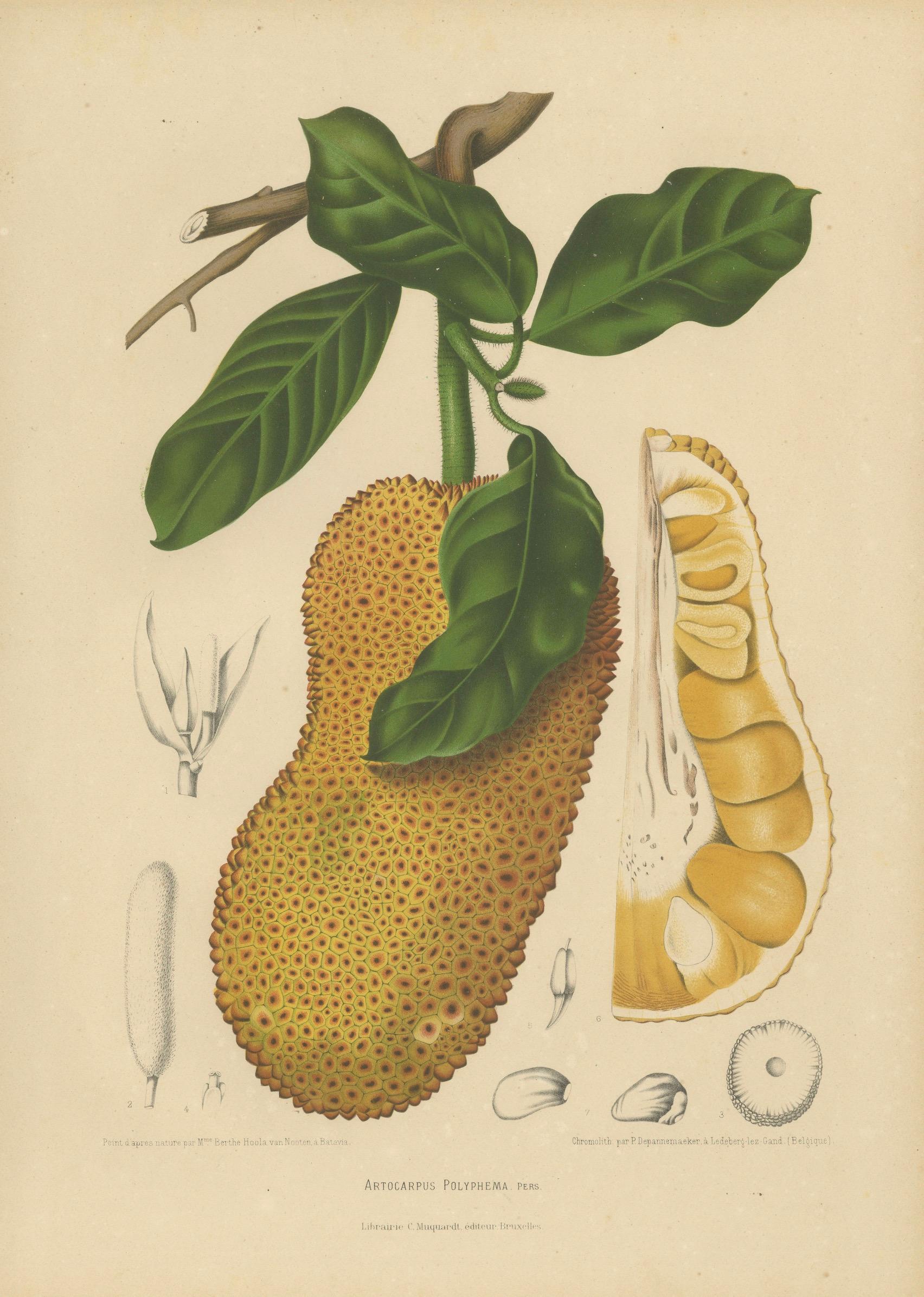 Original Antique Jackfruit Botanical Chromolithograph by Hoola van Nooten, 1880