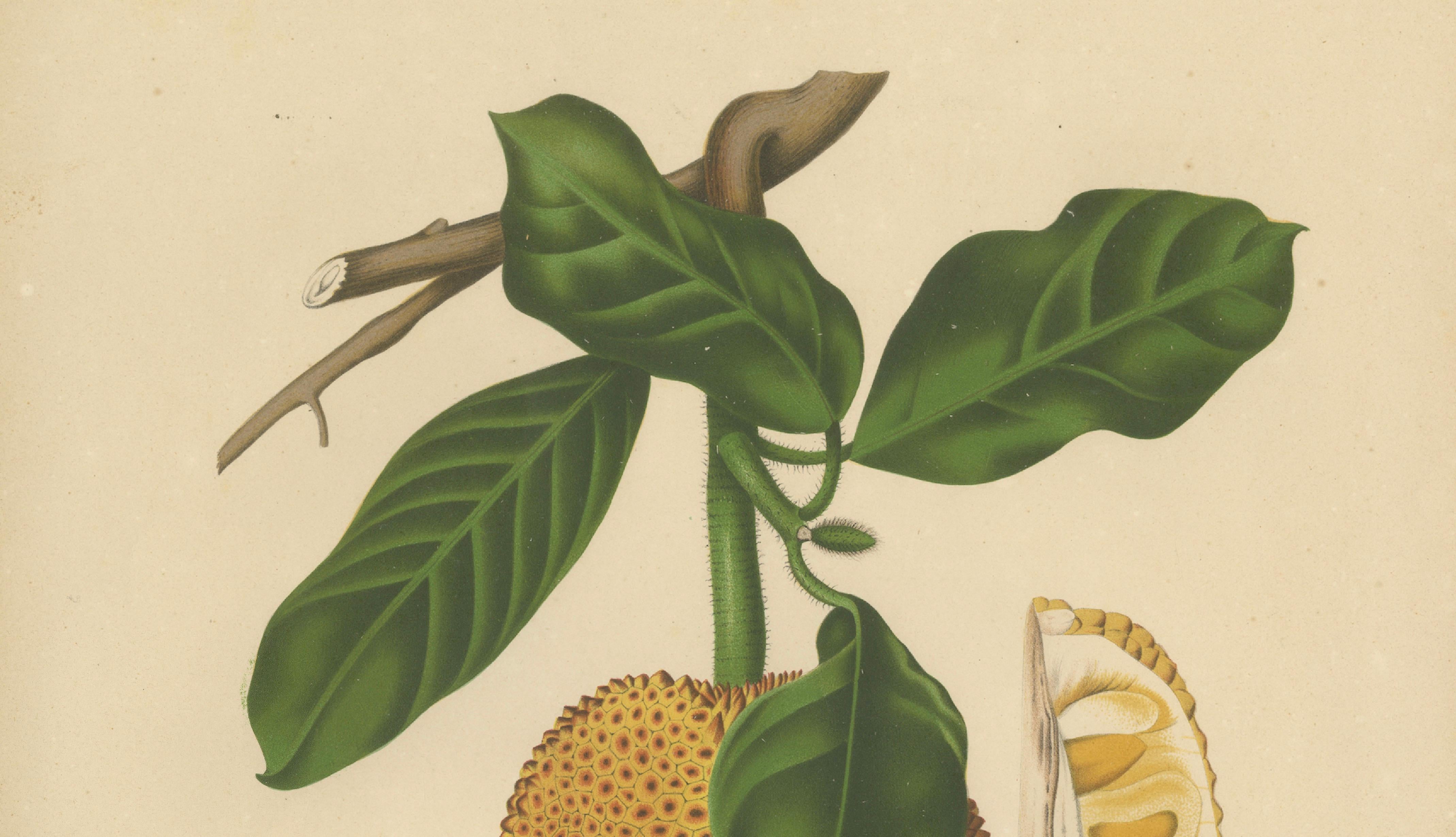 Original Antique Jackfruit Botanical Chromolithograph by Hoola van Nooten, 1880