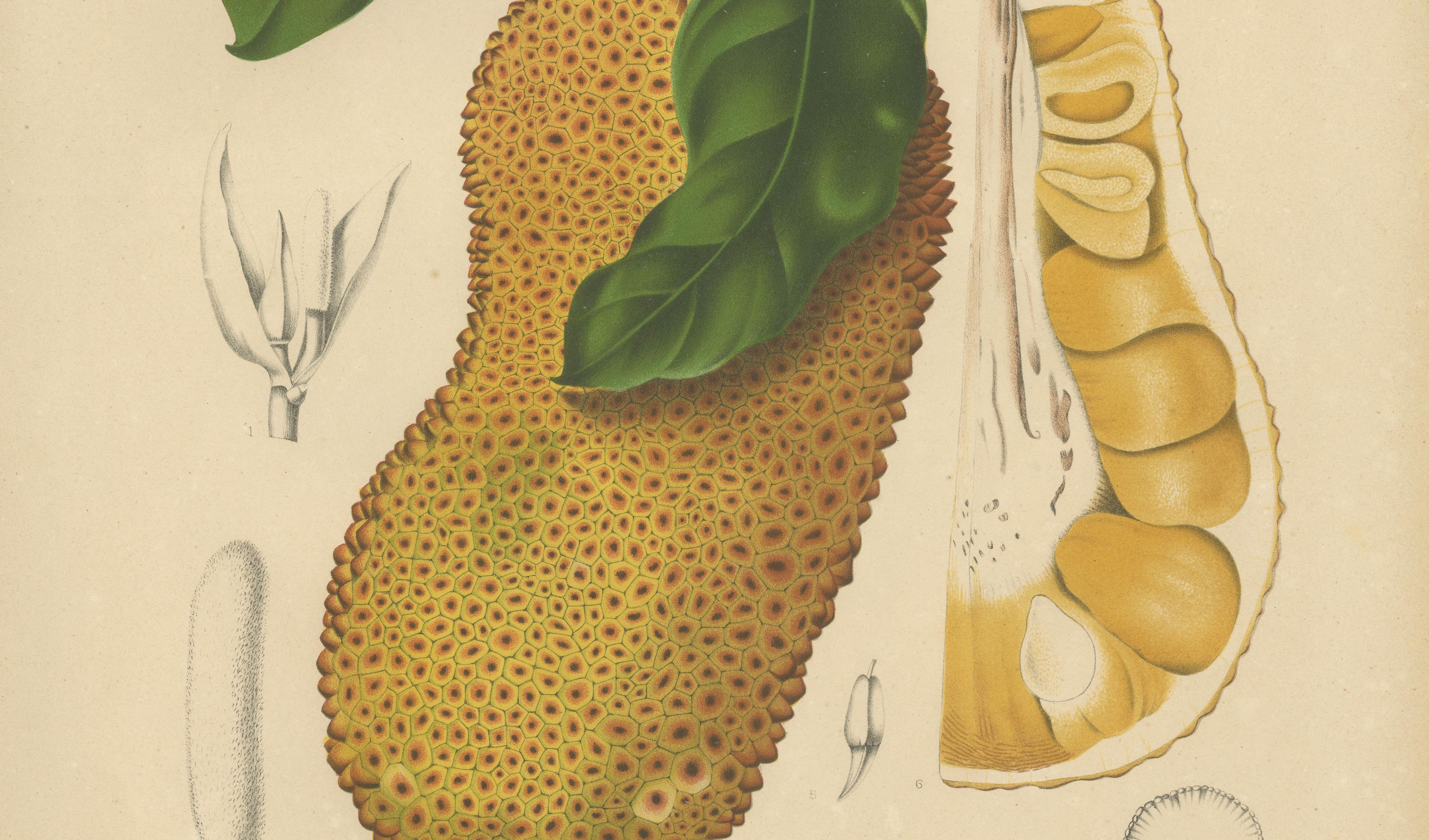 Original Antique Jackfruit Botanical Chromolithograph by Hoola van Nooten, 1880