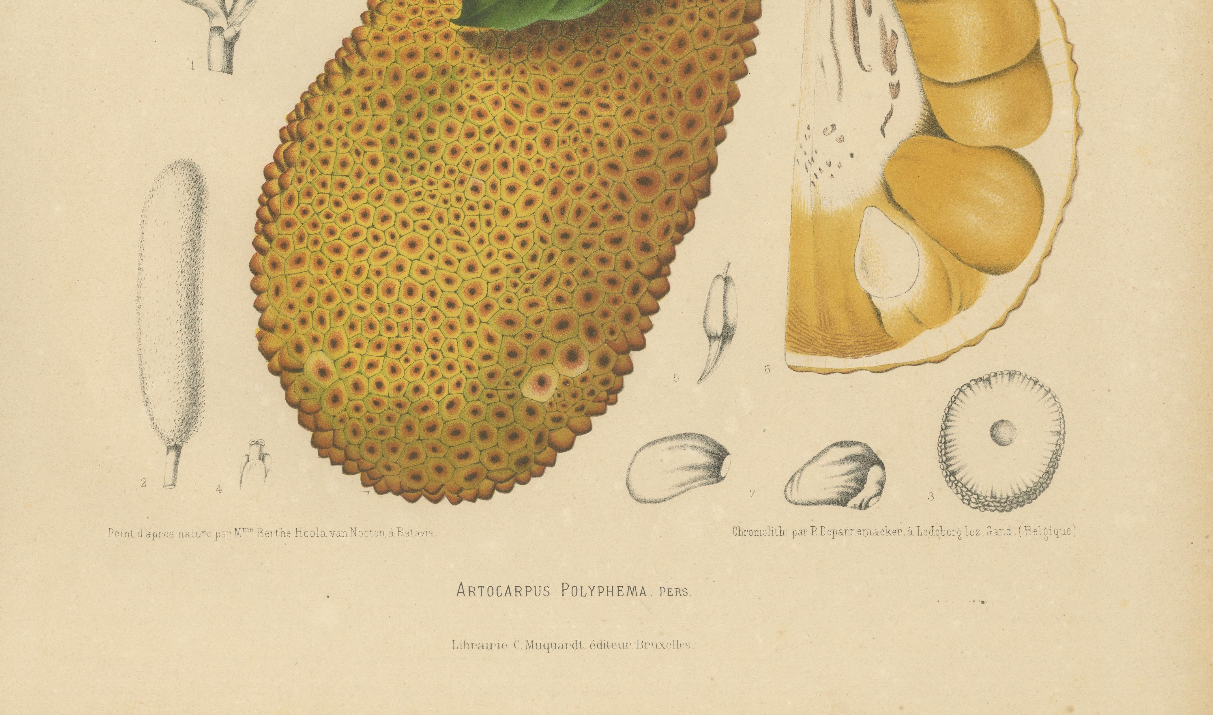 Original Antique Jackfruit Botanical Chromolithograph by Hoola van Nooten, 1880