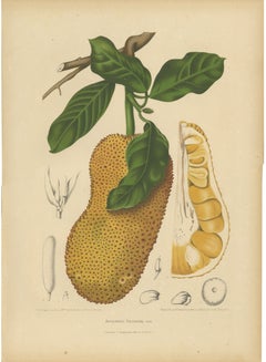 Original Antique Jackfruit Botanical Chromolithograph by Hoola van Nooten, 1880