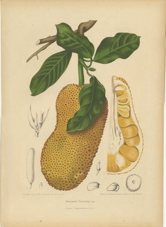 Original Antique Jackfruit Botanical Chromolithograph by Hoola van Nooten, 1880