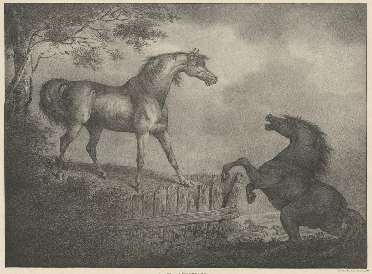 Original Antique Lithograph of a Horse Showing the Passion 'Courage', 1827