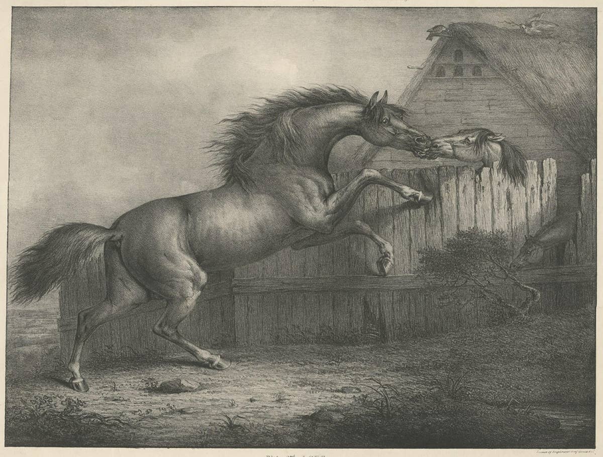 Original Antique Lithograph of a Horse Showing the Passion 'Love', 1827