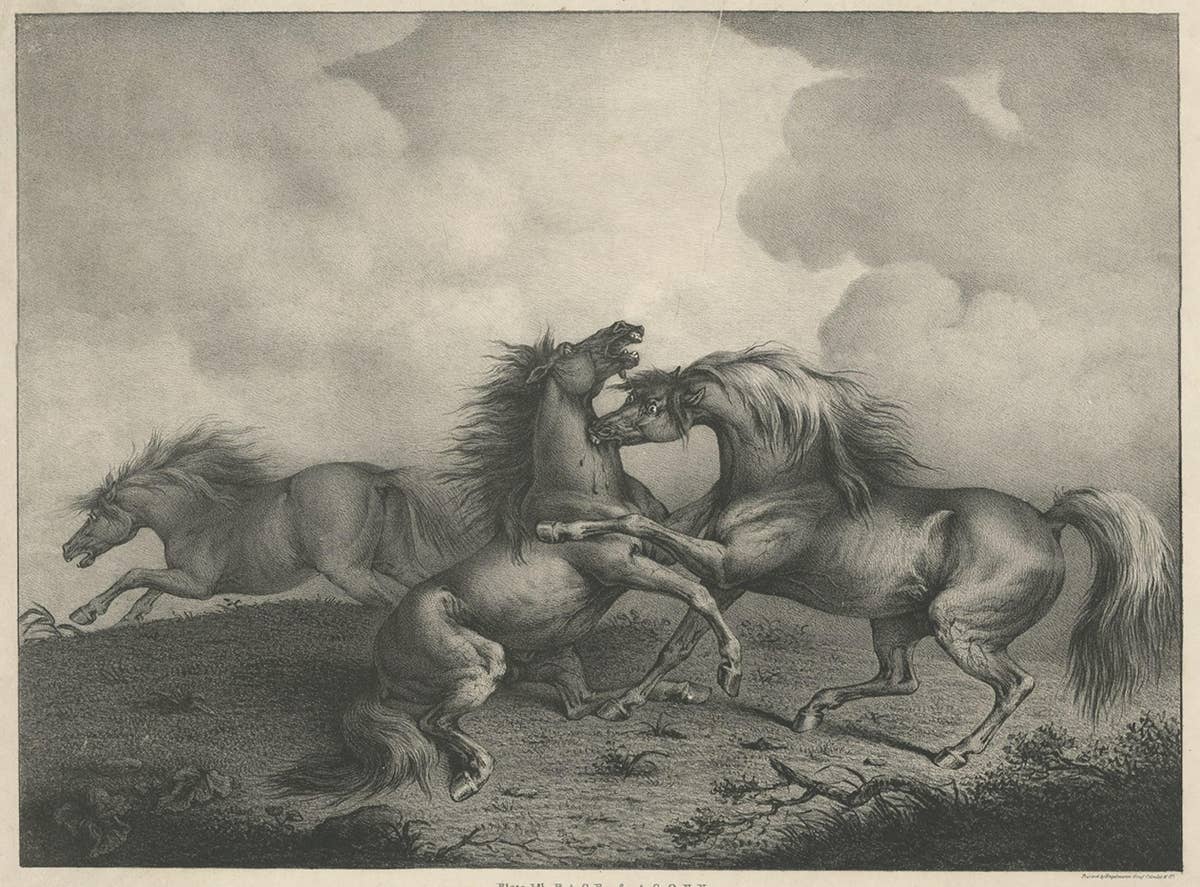 Original Antique Lithograph of a Horse Showing the Passion 'Rage & Agony', 1827