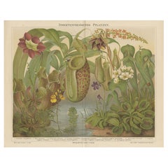 Original Antique Lithograph of Various Carnivorous Plants, circa 1890