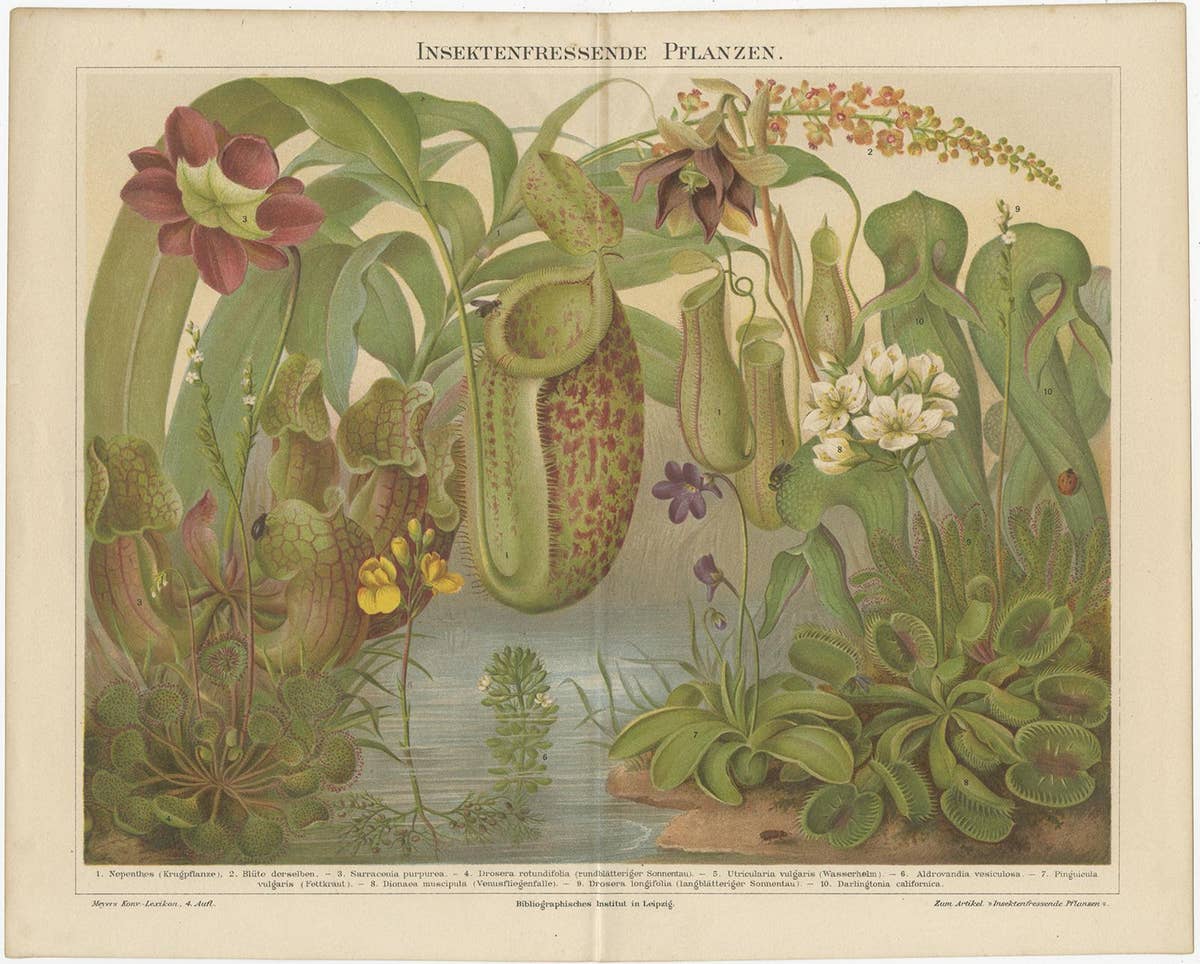 Original Antique Lithograph of Various Carnivorous Plants, circa 1890