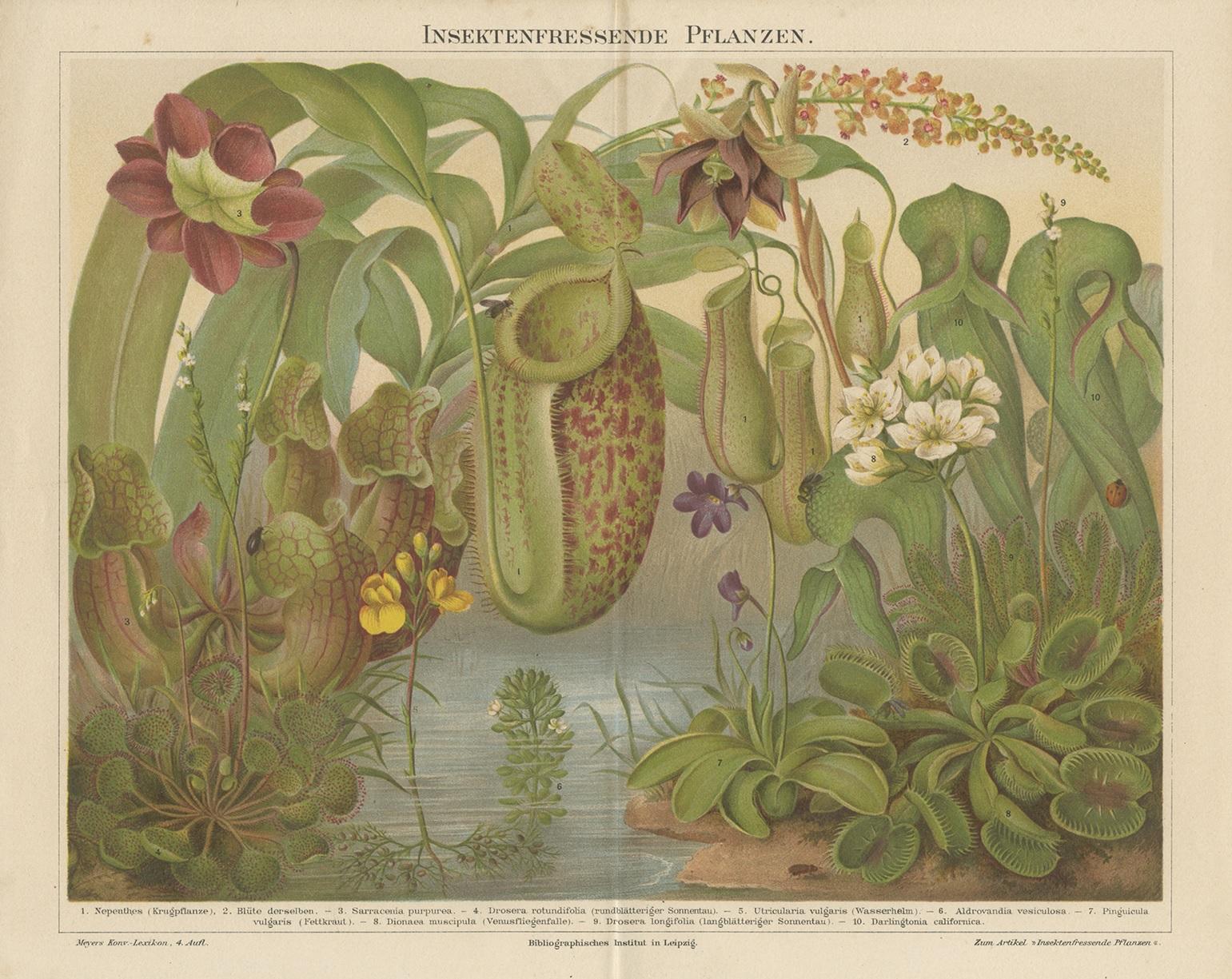 Original Antique Lithograph of Various Carnivorous Plants, circa 1890 In Fair Condition For Sale In Langweer, NL