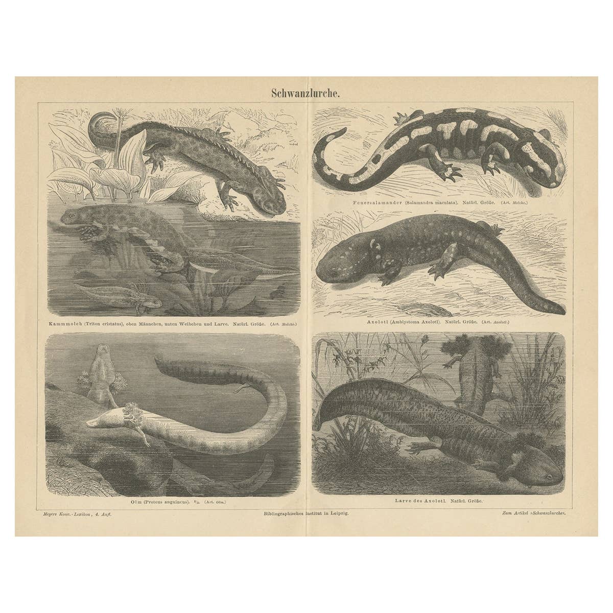 Original Antique Lithograph of Various Tailed Amphibians, circa 1890