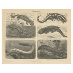 Antike Lithographie verschiedener Schwanzamphibien, um 1890