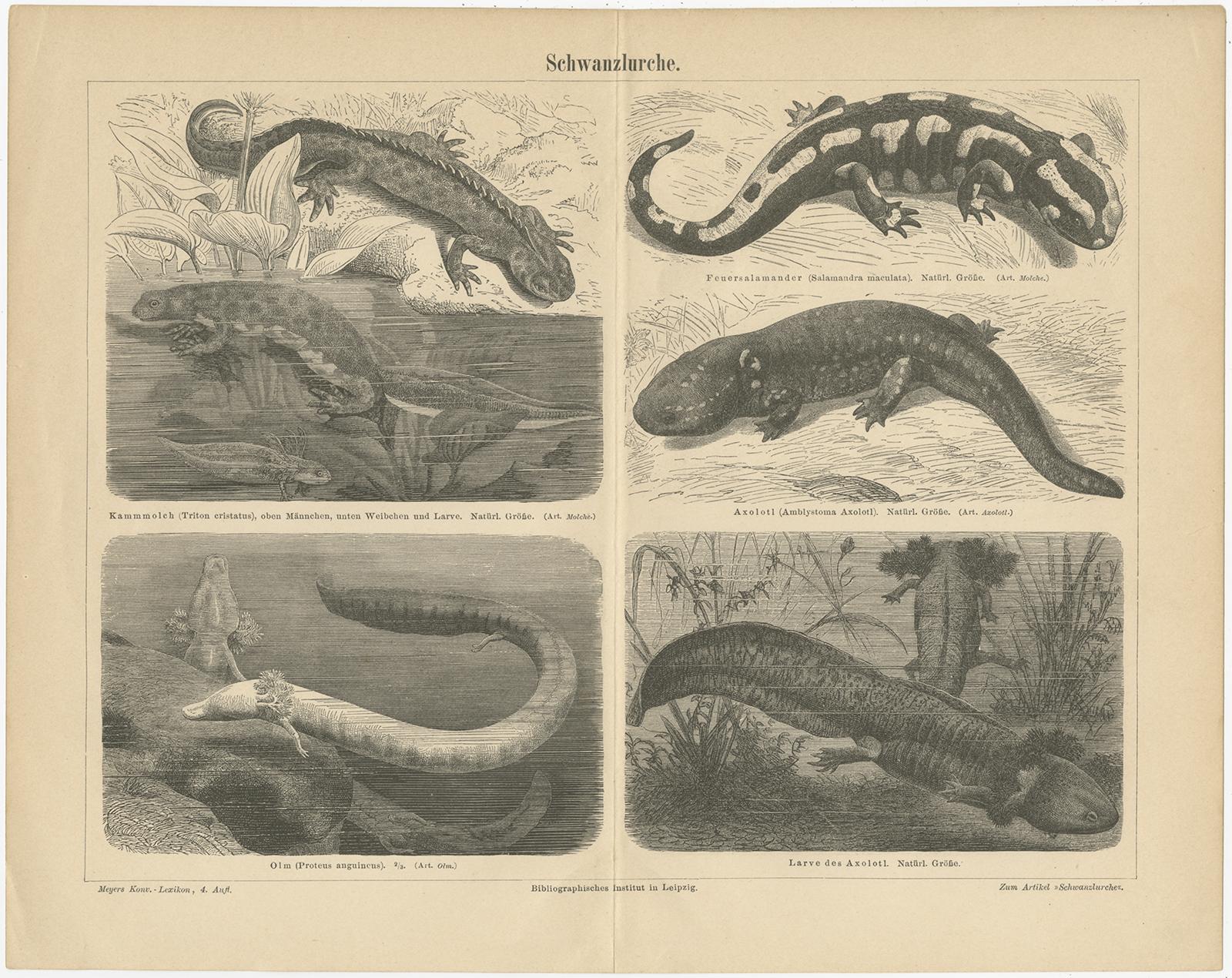 Antique print titled 'Schwanzlurche'. Original old lithograph of various tailed amphibians. This print originates from 'Meyers Konversations-Lexikon'. Published circa 1890. 

Meyers Konversations-Lexikon or Meyers Lexikon was a major encyclopedia