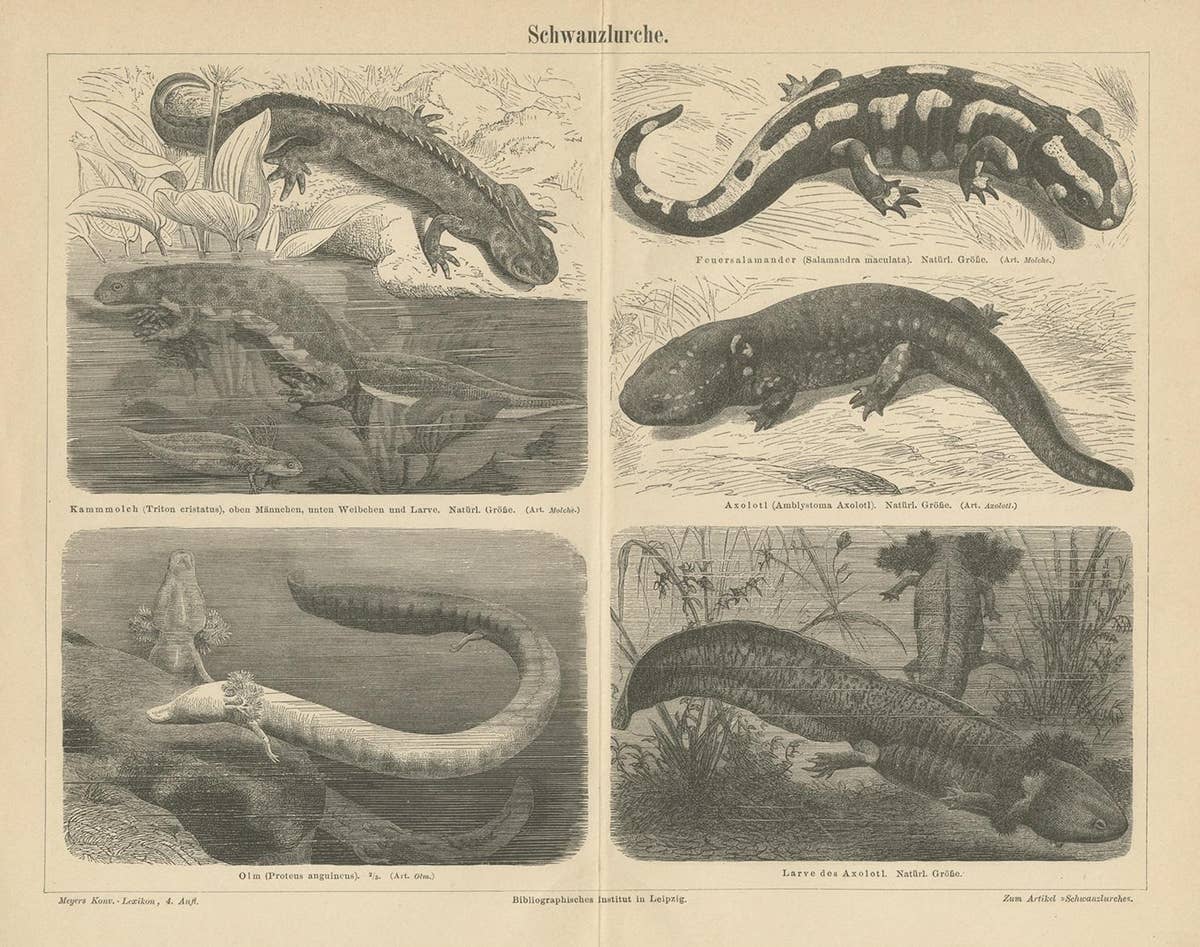 Original Antique Lithograph of Various Tailed Amphibians, circa 1890