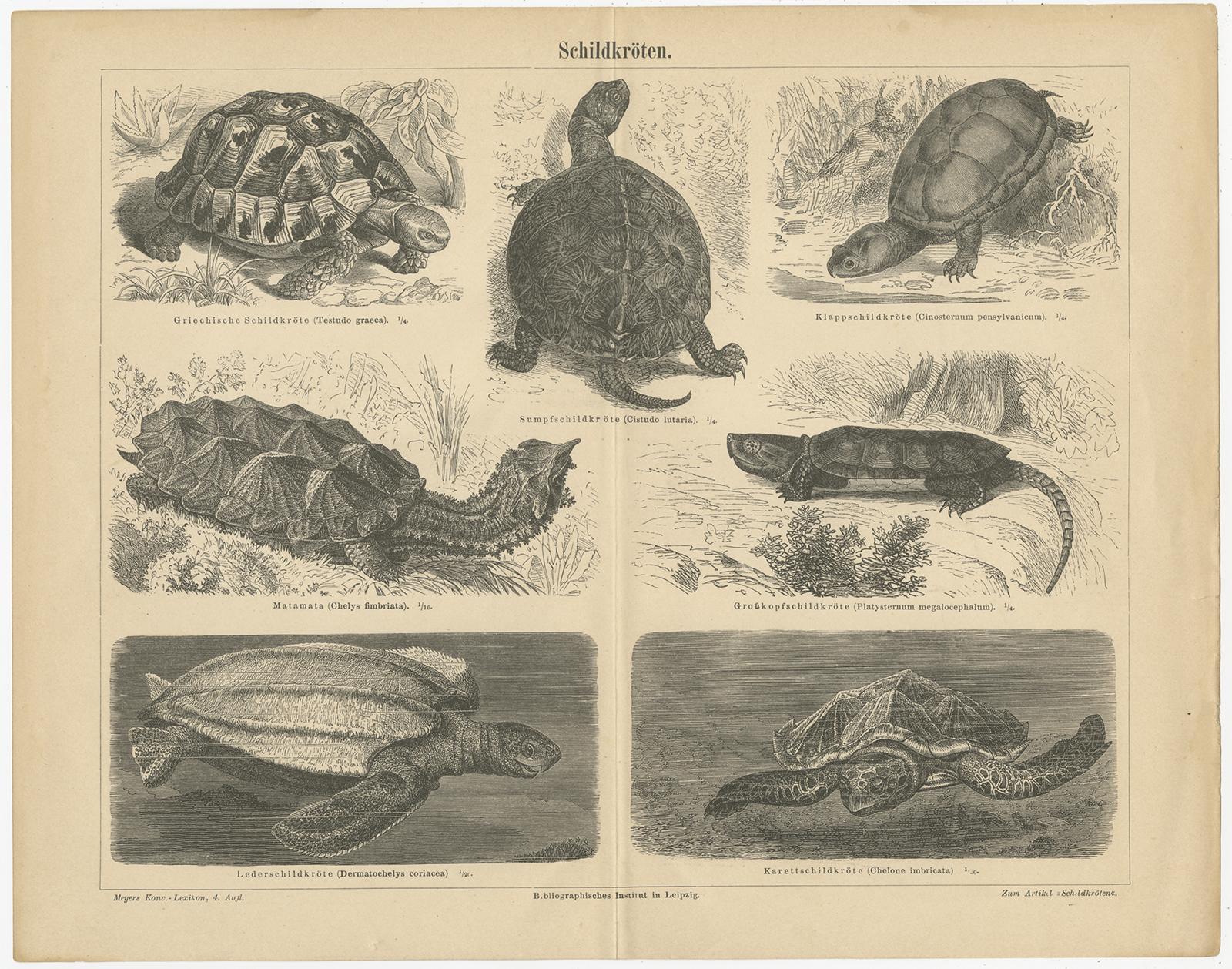 Antique print titled 'Schildkröten'. Original old lithograph of various turtles. This print originates from 'Meyers Konversations-Lexikon'. Published circa 1890. 

Meyers Konversations-Lexikon or Meyers Lexikon was a major encyclopedia in the