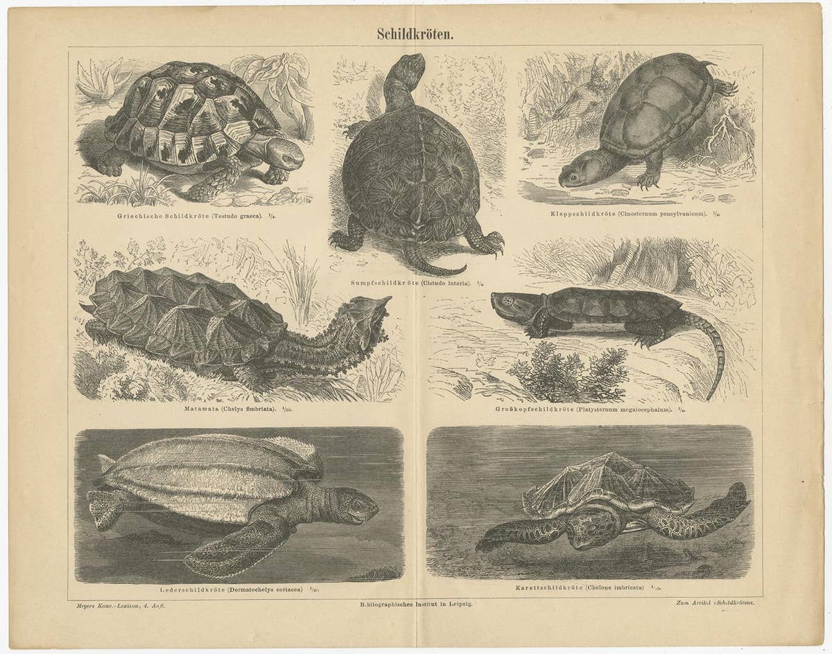Original Antique Lithograph of Various Turtles