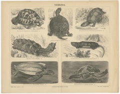 Lithographie ancienne originale de diverses tortues