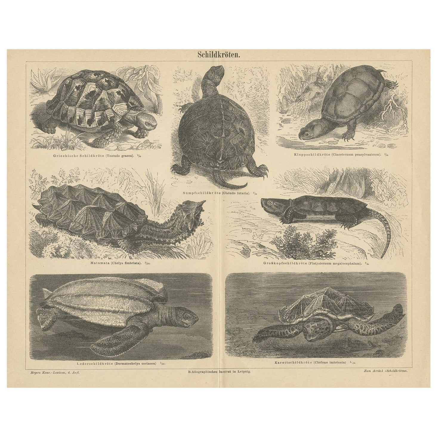 Originale antike Lithographie von diversen Schildkröten