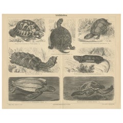 Originale antike Lithographie von diversen Schildkröten