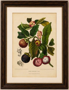 Original Antique Mangosteen Botanical Chromolithograph by Hoola van Nooten, 1880