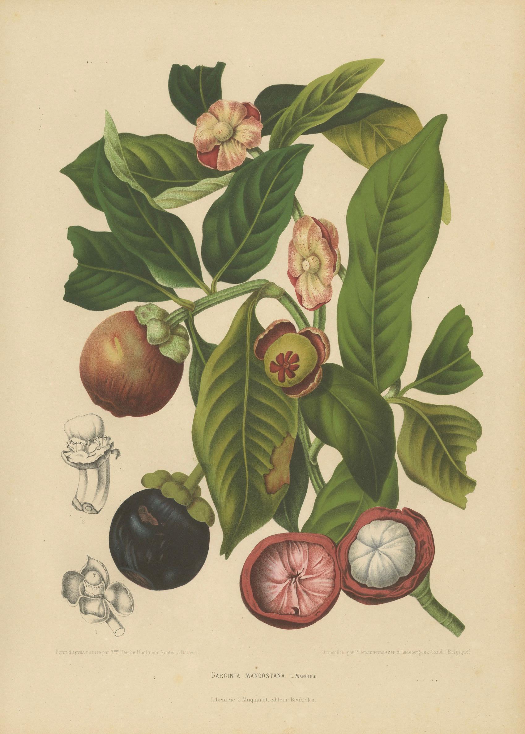 Original Antique Mangosteen Botanical Chromolithograph by Hoola van Nooten, 1880