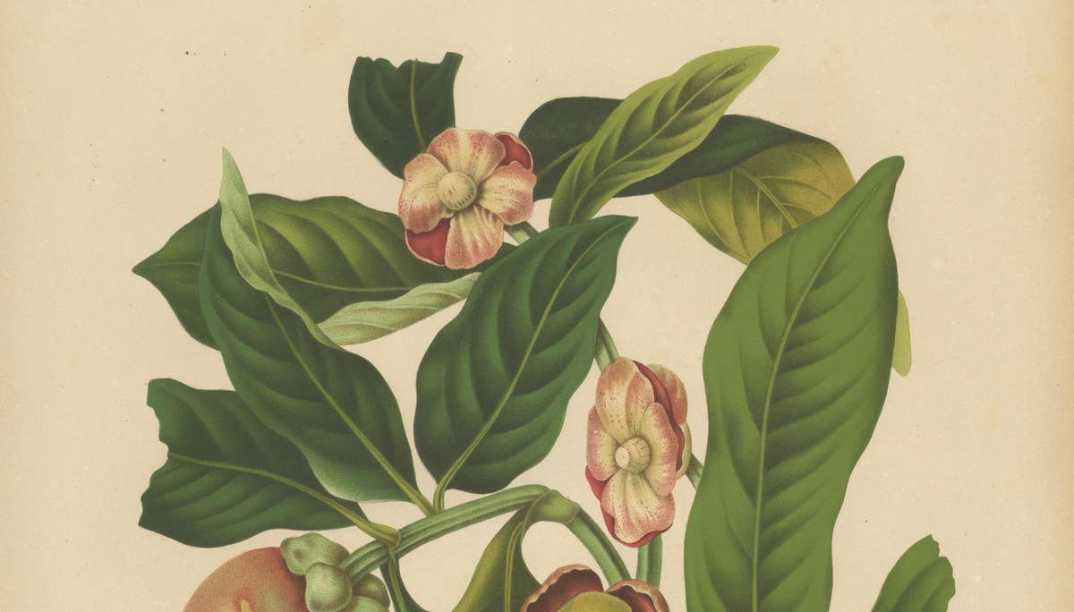 Original Antique Mangosteen Botanical Chromolithograph by Hoola van Nooten, 1880