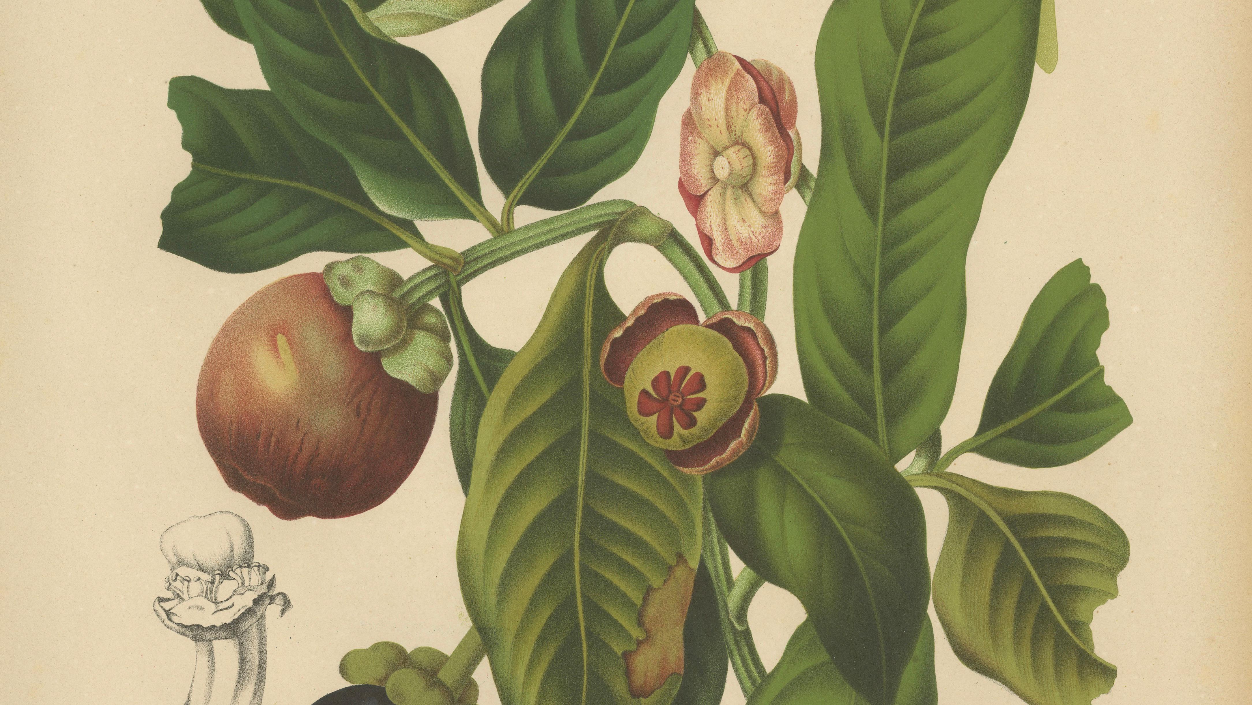 Original Antique Mangosteen Botanical Chromolithograph by Hoola van Nooten, 1880
