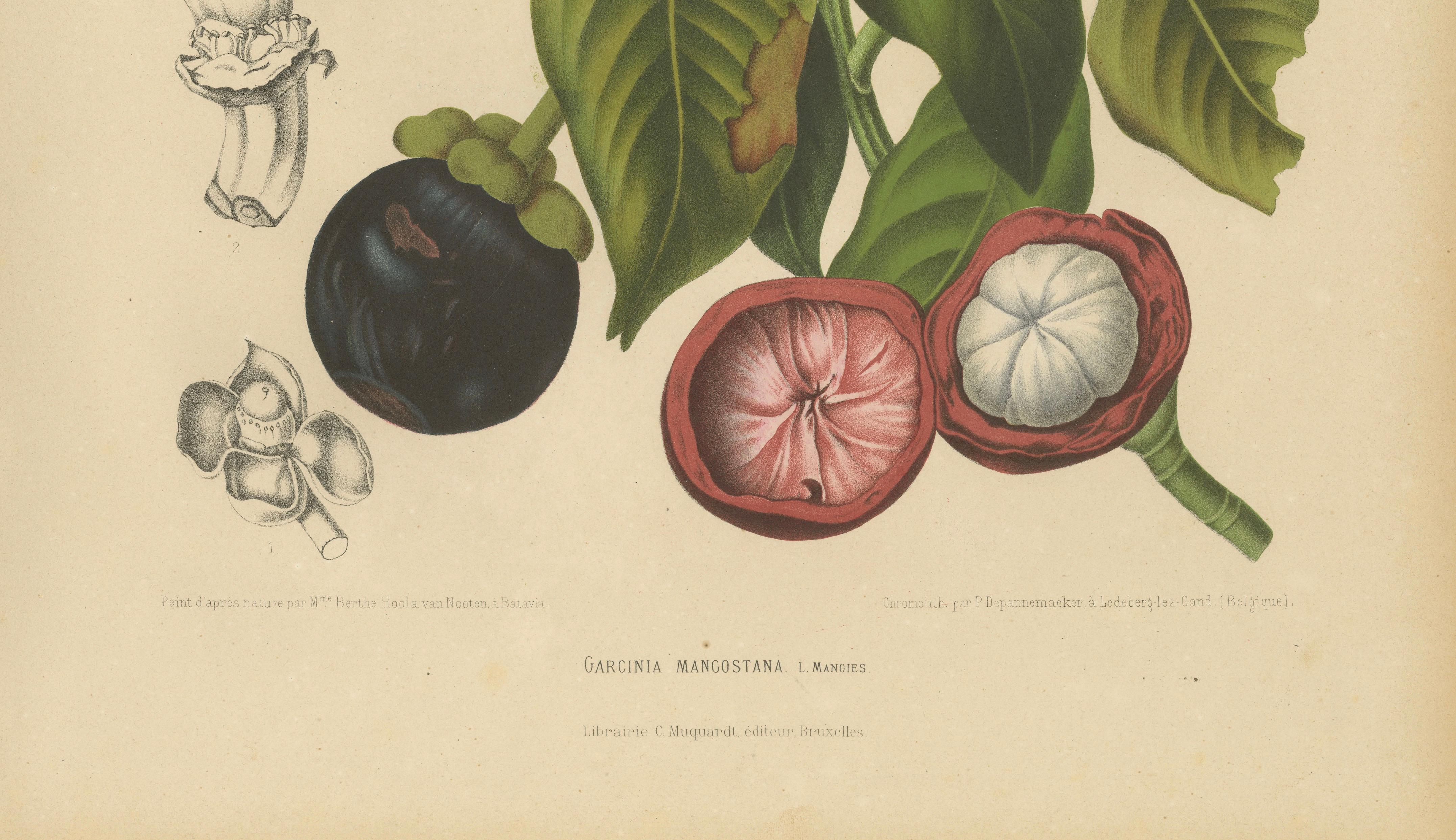 Original Antique Mangosteen Botanical Chromolithograph by Hoola van Nooten, 1880