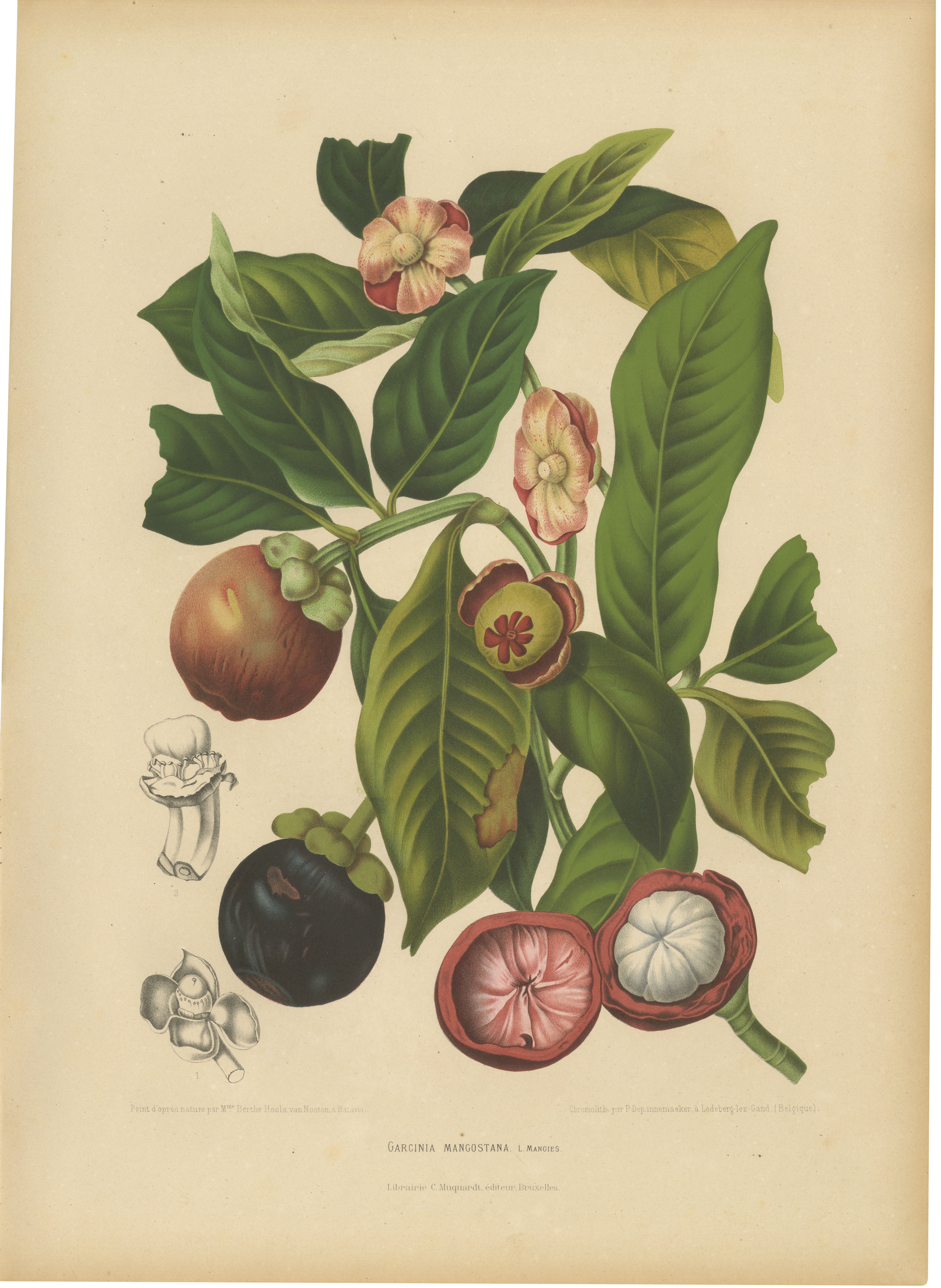 Original Antique Mangosteen Botanical Chromolithograph by Hoola van Nooten, 1880