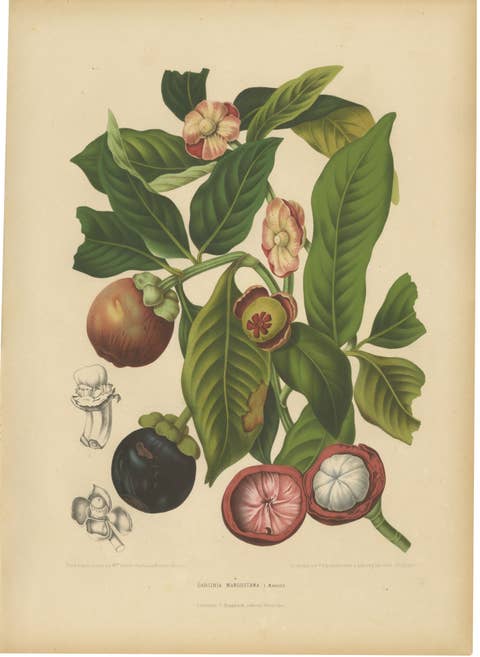 Original Antique Mangosteen Botanical Chromolithograph by Hoola van Nooten, 1880