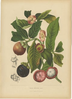 Original Antique Mangosteen Botanical Chromolithograph by Hoola van Nooten, 1880