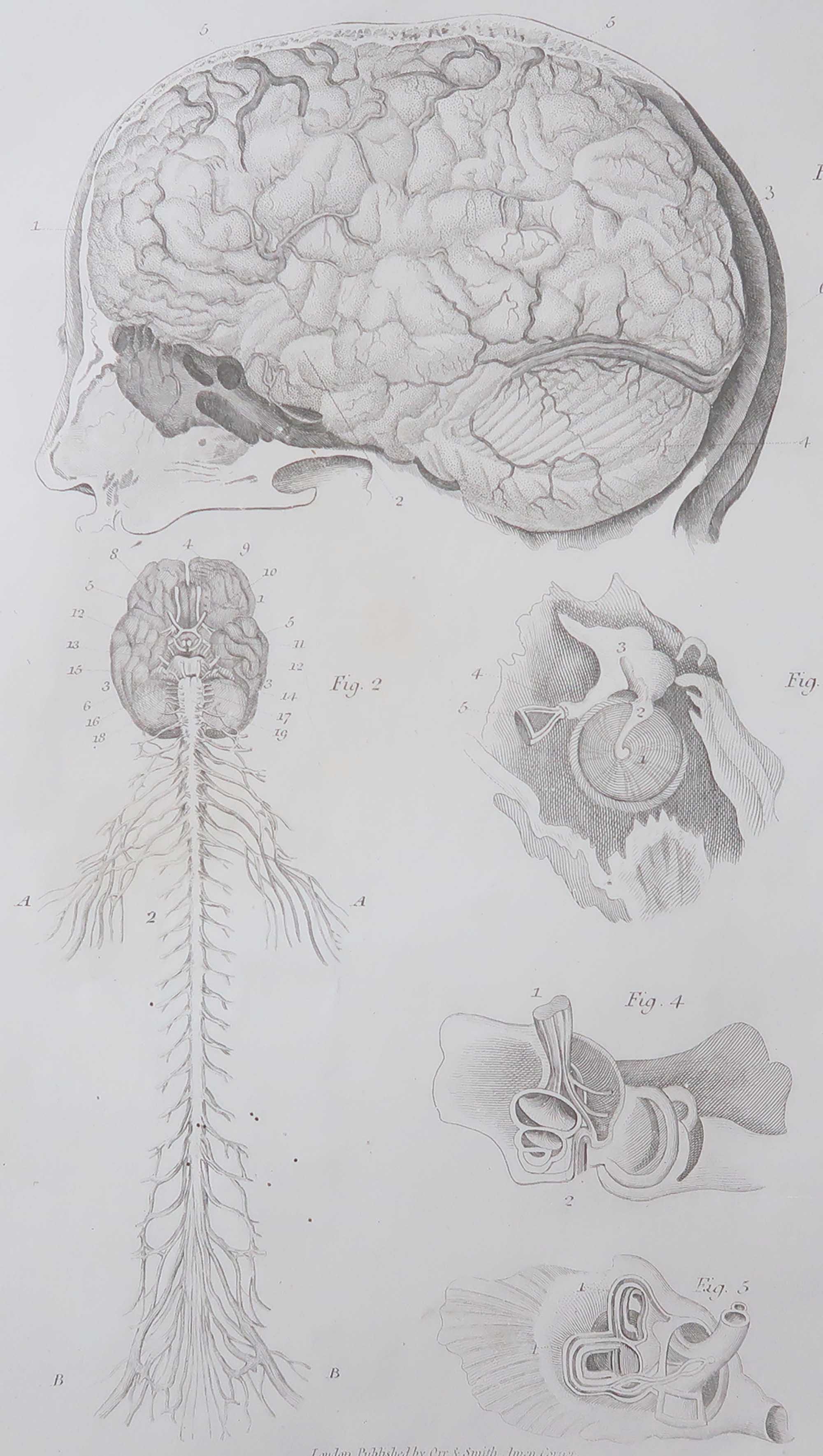 Original Antique Medical Print - The Brain. 1830's