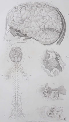 Original Antique Medical Print - The Brain. 1830's