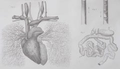 Original-Antikdruck aus der Medizin – Das Herz. 1830er Jahre